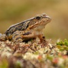 Skokan hnedy - Rana temporaria - Grass Frog 0364